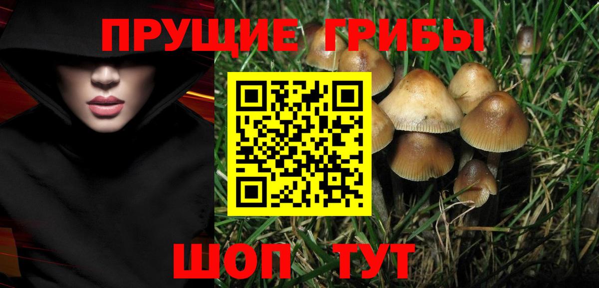 Псилоцибиновые грибы Cubensis Краснознаменск